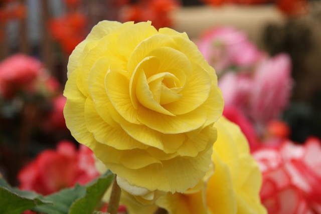 B. ‘Majesty’